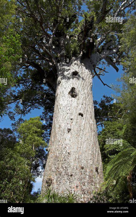 Waipoua Kauri Forest en Tane Mahuta