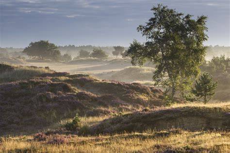 natuur en golf in Drents-Friese Wold