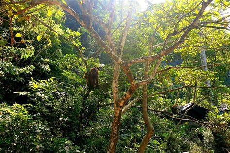 Bukit Lawang orang-oetan trekking
