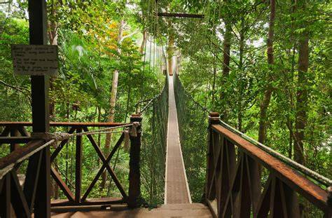 Taman Negara regenwoud kaart