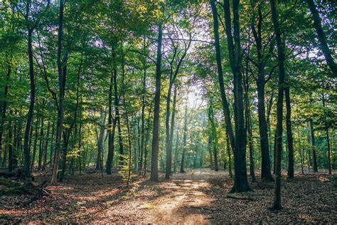 tijdens wandelingen door Veluwse bossen (infographic)