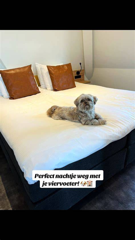 hotel met hondvriendelijk beleid (impressie)