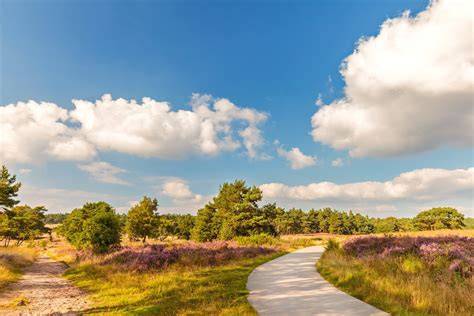 Wandelpad en wildobservatie Hoge Veluwe