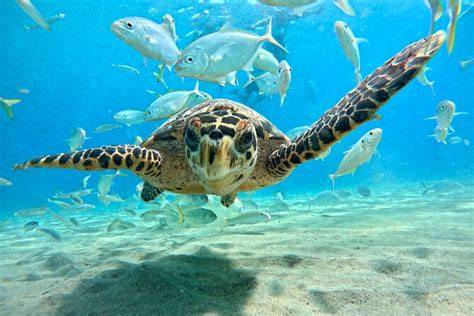 snorkelen Curaçao met zeeschildpadden