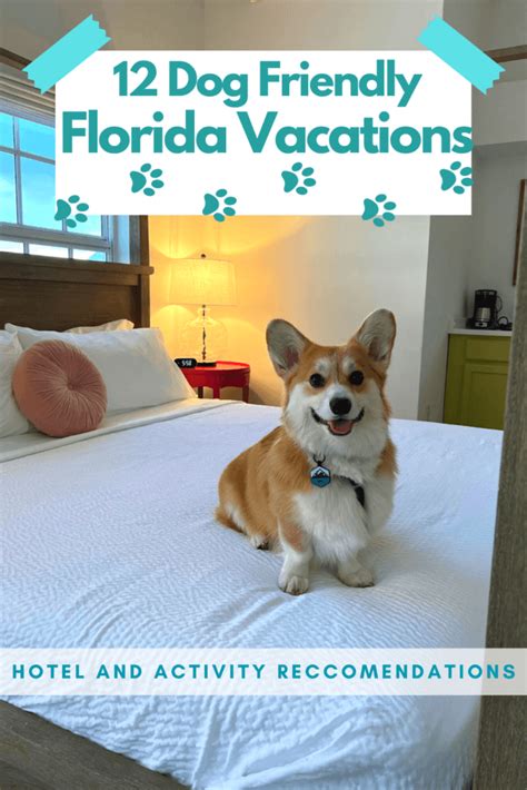 vacation parks and dog-friendly accommodations theme