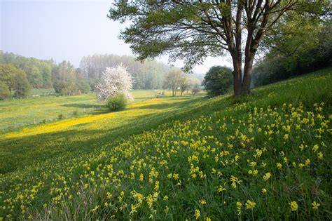 groene Brabantse landschappen infografiek