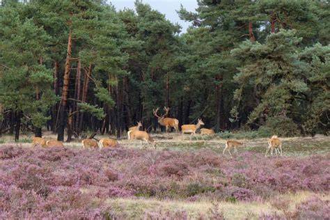 bos en heidebeelden Veluwe overzicht