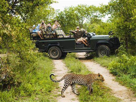 Gamedrive Kruger National Park