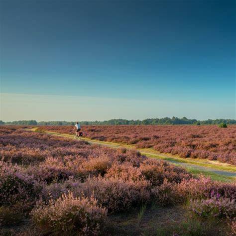 natuur en rust in Drenthe: heidevelden en wandelroutes